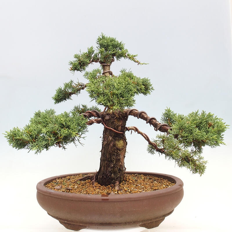 Outdoor-Bonsai - Juniperus chinensis Kishu - Chinesischer Wacholder