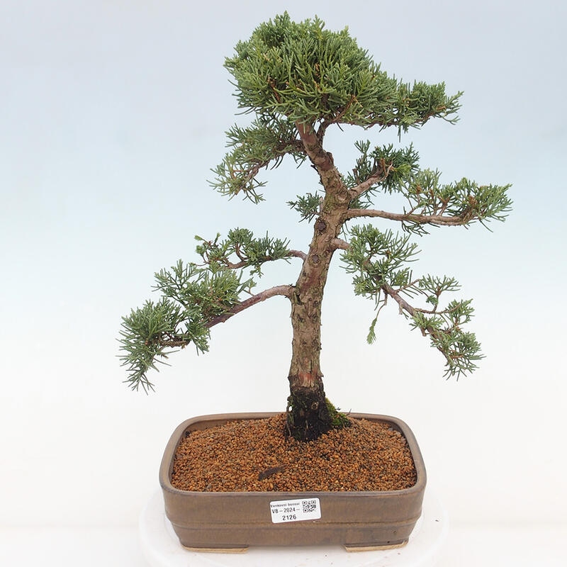 Outdoor-Bonsai - Juniperus chinensis Kishu - Chinesischer Wacholder