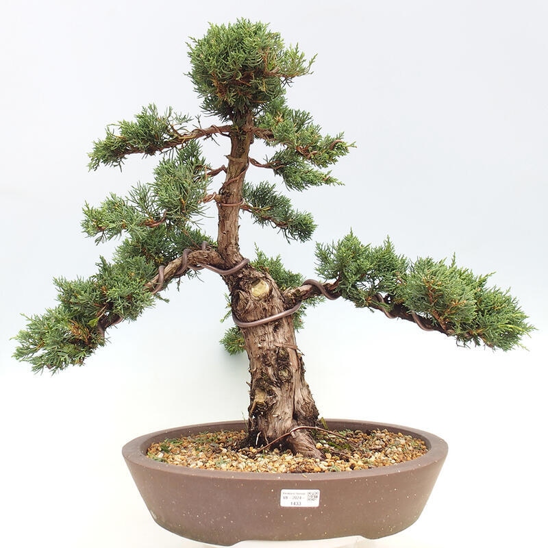 Outdoor-Bonsai - Juniperus chinensis Kishu - Chinesischer Wacholder