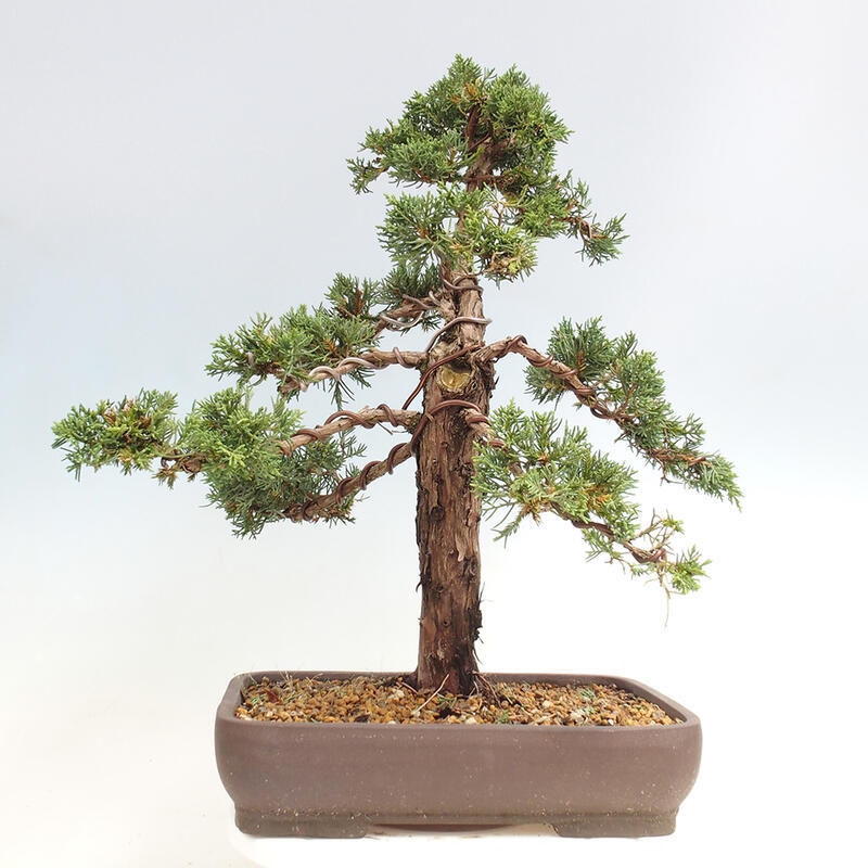 Outdoor-Bonsai - Juniperus chinensis Kishu - Chinesischer Wacholder