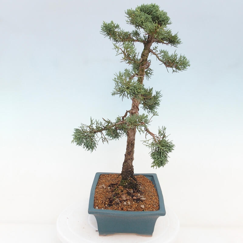 Outdoor-Bonsai - Juniperus chinensis Kishu - Chinesischer Wacholder