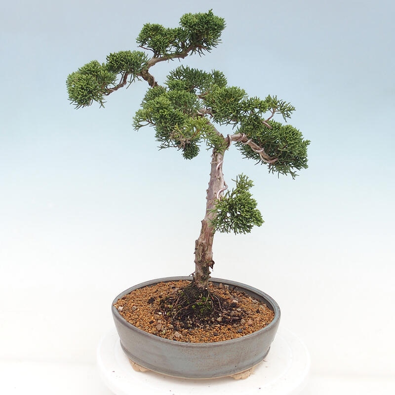 Outdoor-Bonsai - Juniperus chinensis Kishu - Chinesischer Wacholder