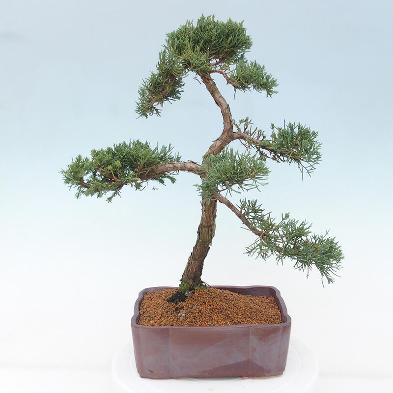 Outdoor-Bonsai - Juniperus chinensis Kishu - Chinesischer Wacholder