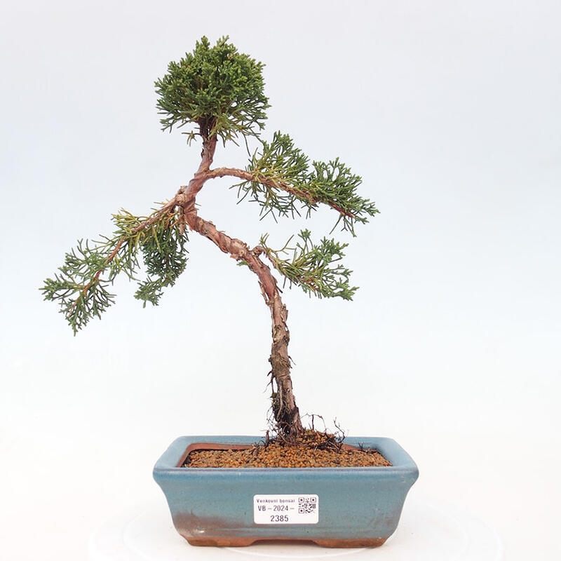 Bonsai im Freien - Juniperus chinensis Kishu - Chinesischer Wacholder