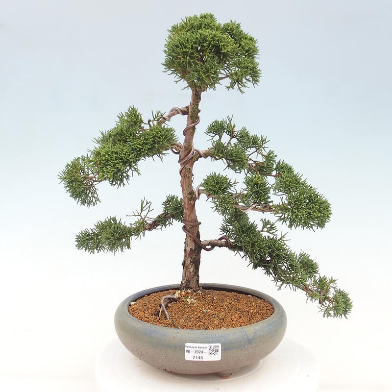 Outdoor-Bonsai - Juniperus chinensis Kishu - Chinesischer Wacholder