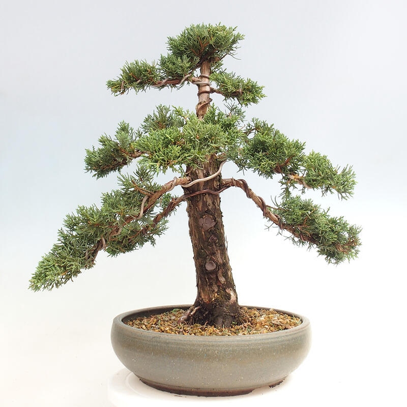 Outdoor-Bonsai - Juniperus chinensis Kishu - Chinesischer Wacholder