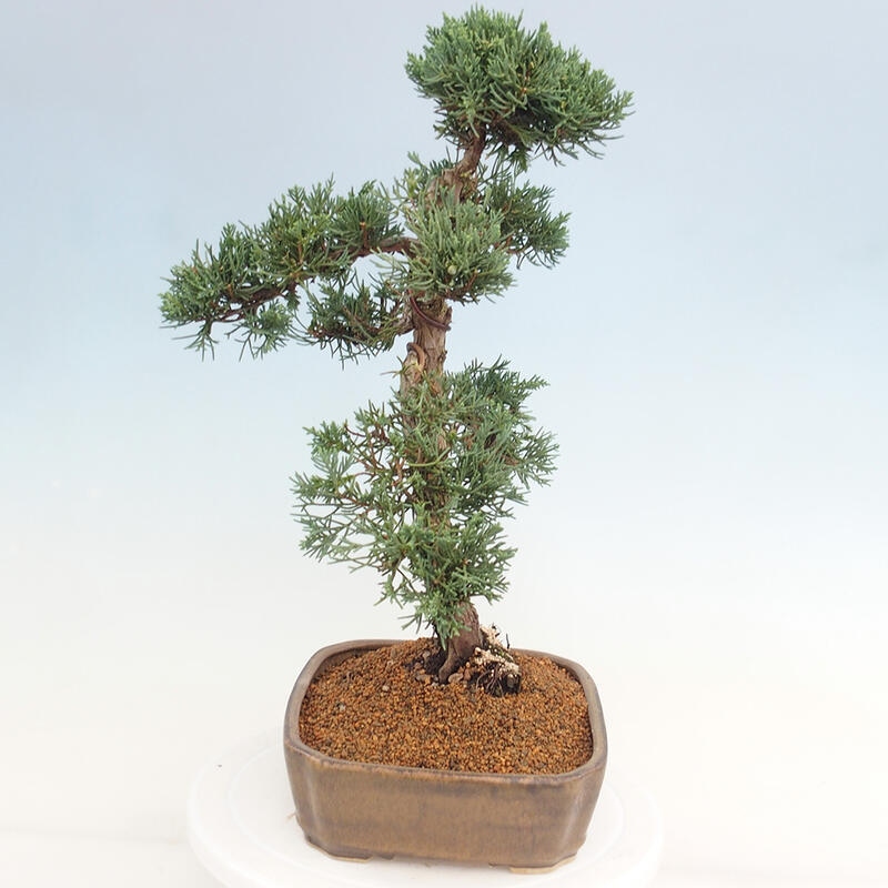 Outdoor-Bonsai - Juniperus chinensis Kishu - Chinesischer Wacholder