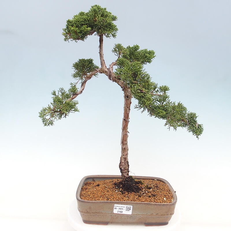 Outdoor-Bonsai - Juniperus chinensis Kishu - Chinesischer Wacholder