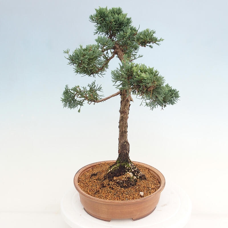 Outdoor-Bonsai - Juniperus chinensis Kishu - Chinesischer Wacholder