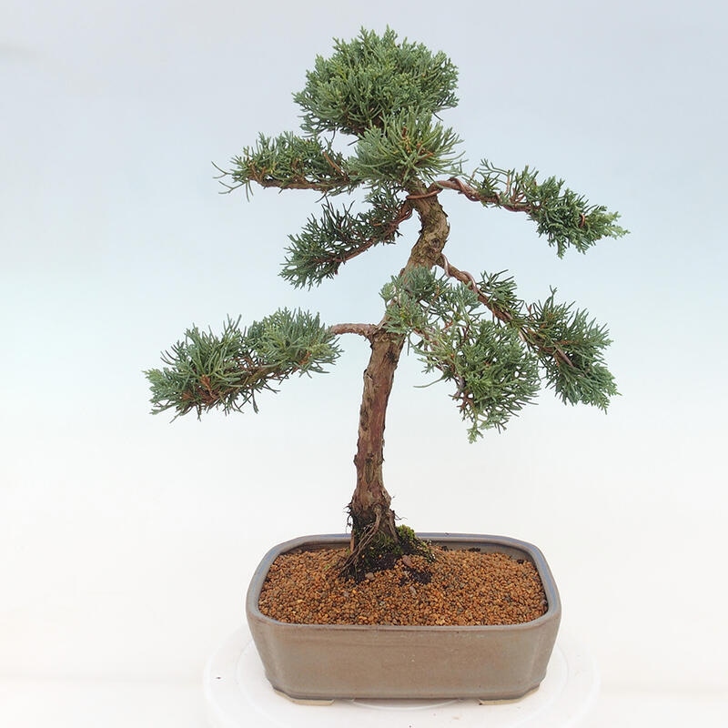 Outdoor-Bonsai - Juniperus chinensis Kishu - Chinesischer Wacholder