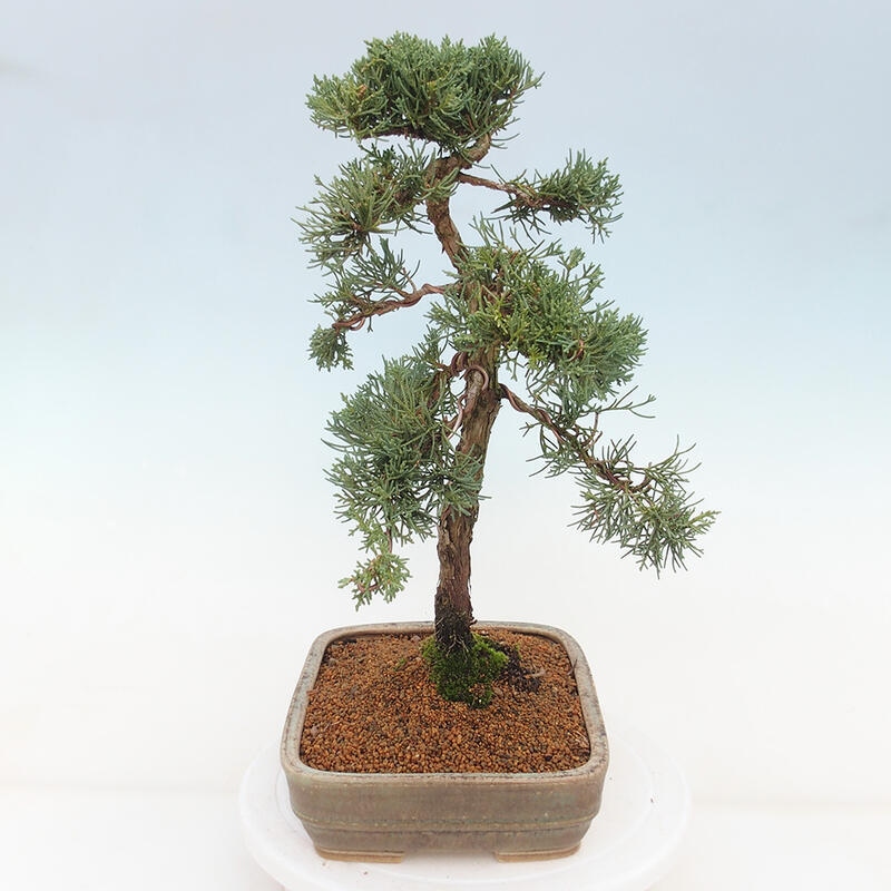 Outdoor-Bonsai - Juniperus chinensis Kishu - Chinesischer Wacholder