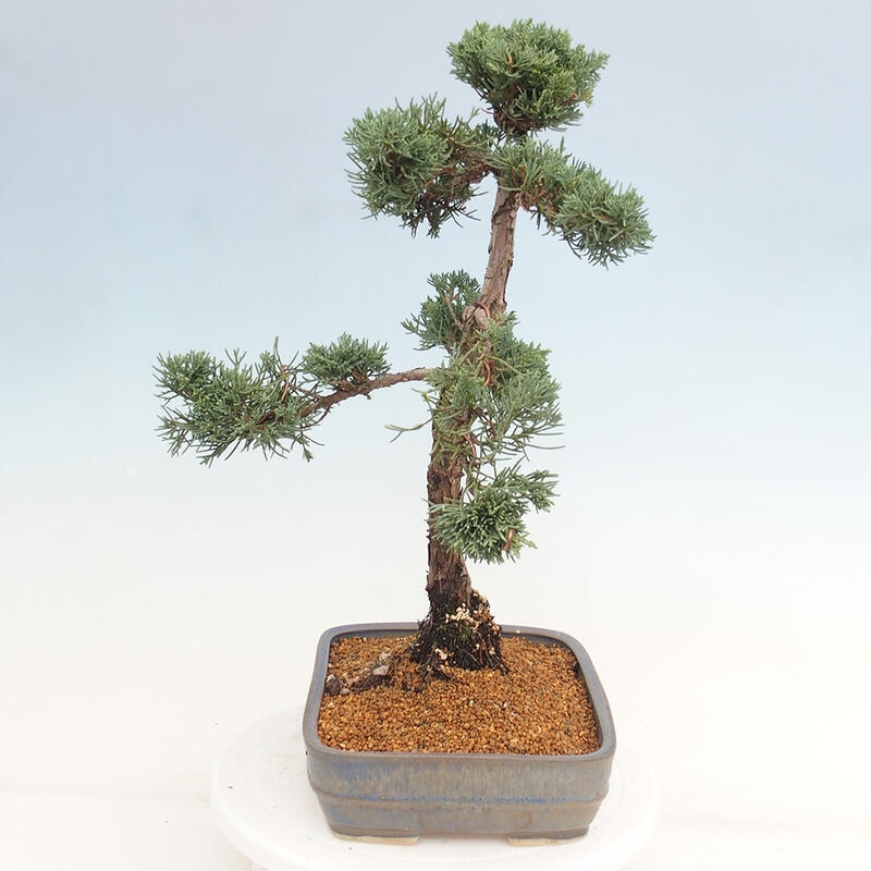 Outdoor-Bonsai - Juniperus chinensis Kishu - Chinesischer Wacholder