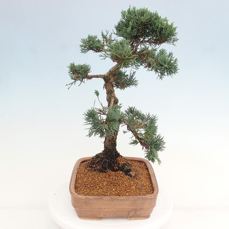 Outdoor-Bonsai - Juniperus chinensis Kishu - Chinesischer Wacholder