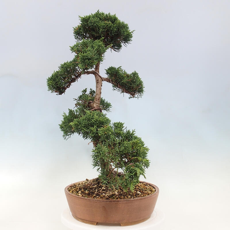 Bonsai im Freien - Juniperus chinensis Kishu - Chinesischer Wacholder