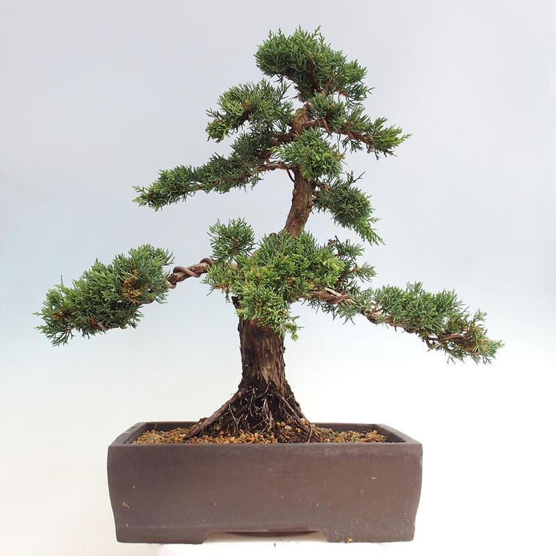 Outdoor-Bonsai - Juniperus chinensis Kishu - Chinesischer Wacholder