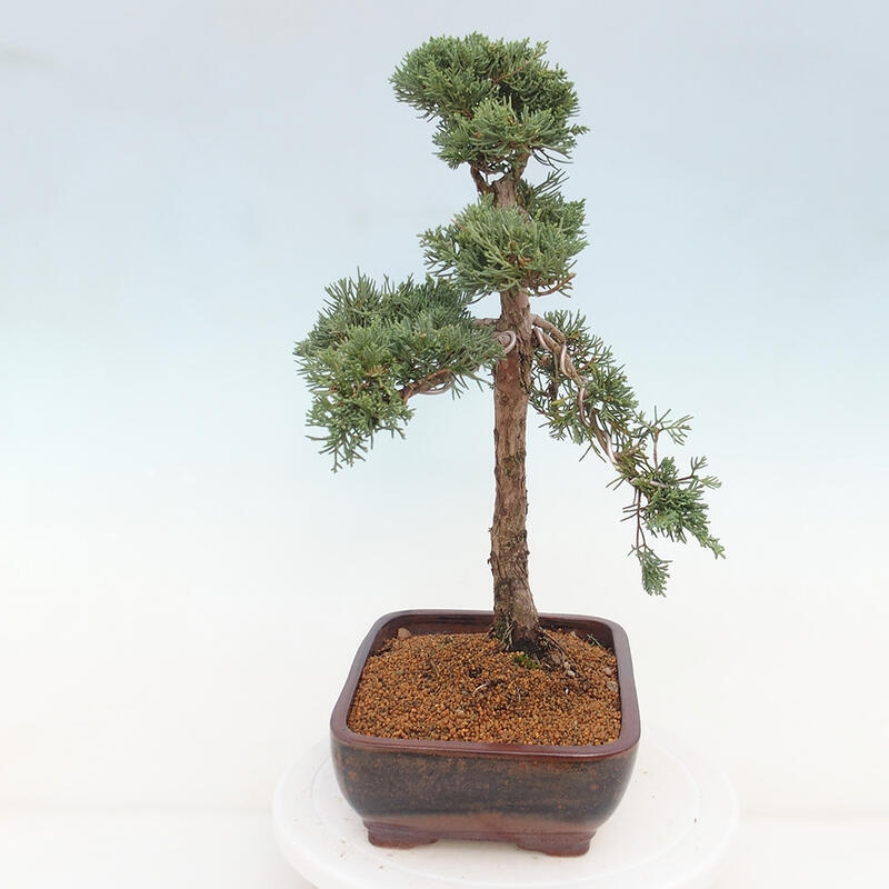 Outdoor-Bonsai - Juniperus chinensis Kishu - Chinesischer Wacholder