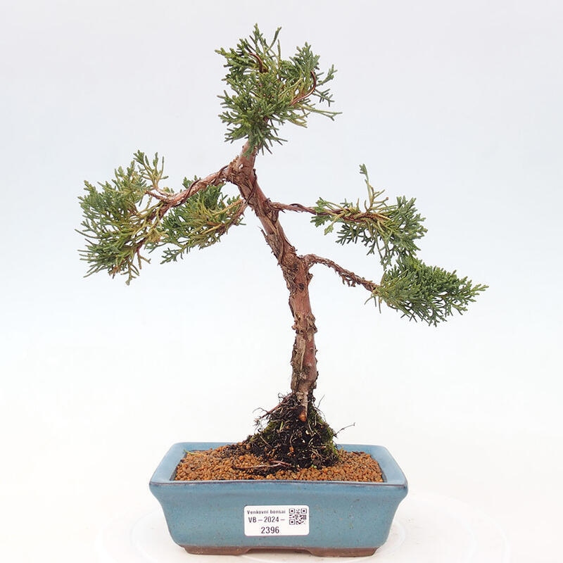 Bonsai im Freien - Juniperus chinensis Kishu - Chinesischer Wacholder