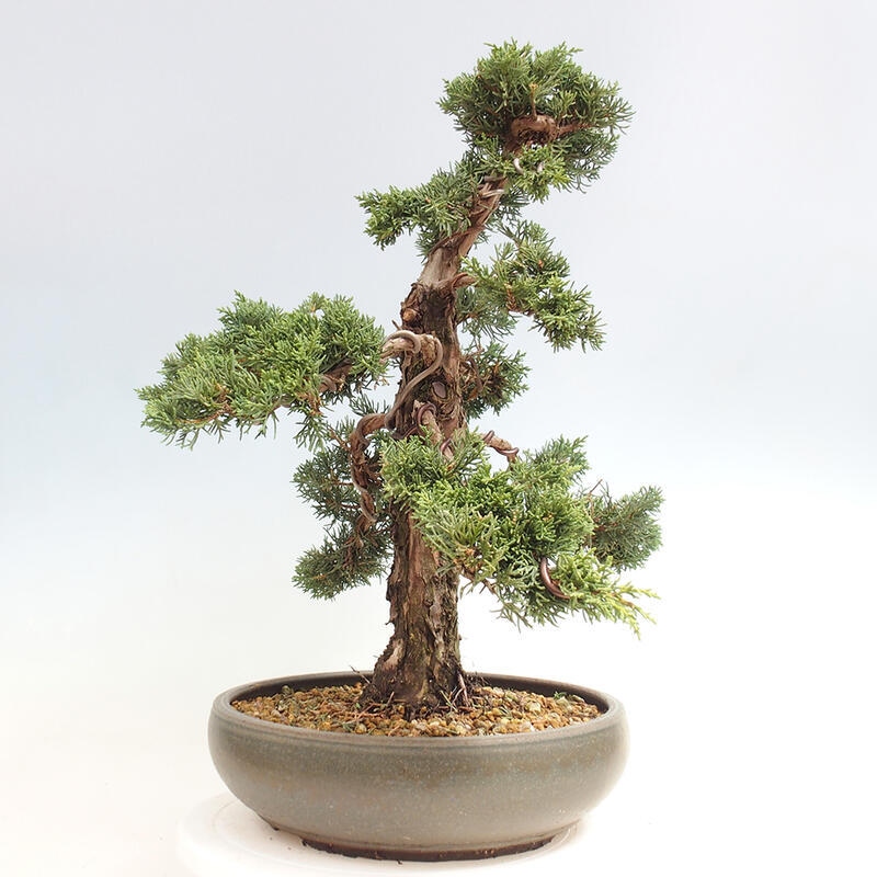 Outdoor-Bonsai - Juniperus chinensis Kishu - Chinesischer Wacholder