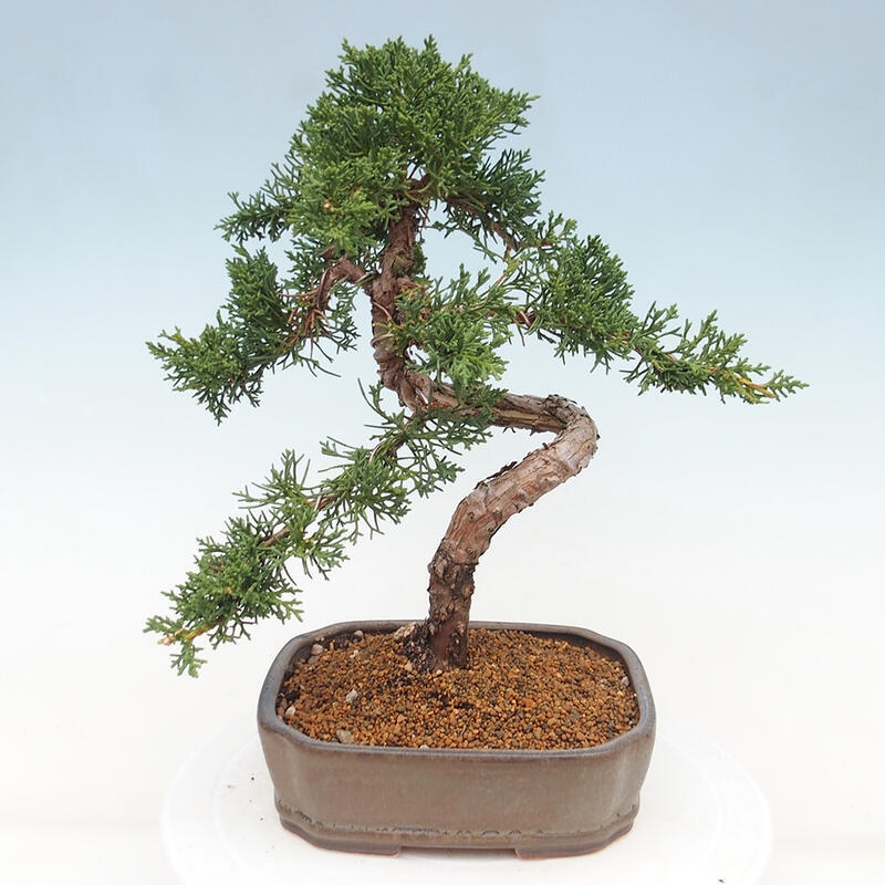 Outdoor-Bonsai - Juniperus chinensis Kishu - Chinesischer Wacholder