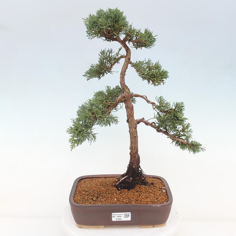 Outdoor-Bonsai - Juniperus chinensis Kishu - Chinesischer Wacholder