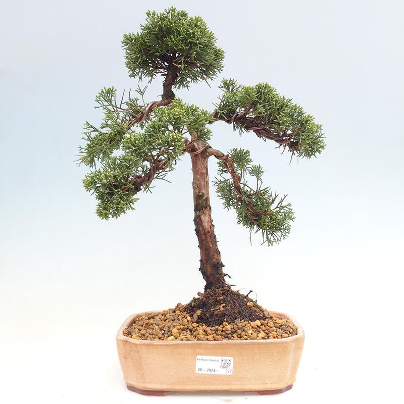 Outdoor-Bonsai - Juniperus chinensis Kishu - Chinesischer Wacholder