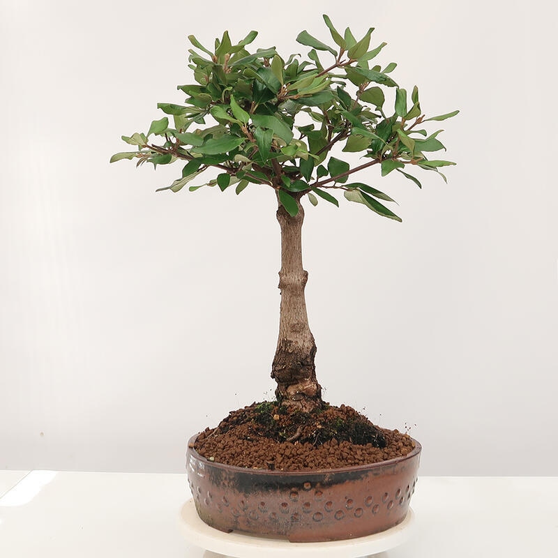 Outdoor-Bonsai-Kalina Bodnanská - Viburum carlesii