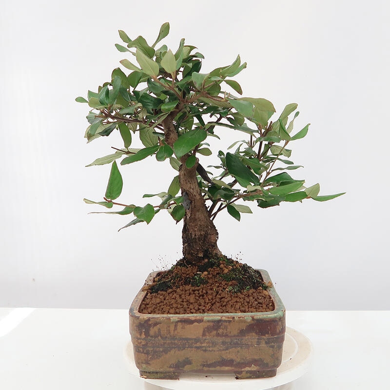 Outdoor-Bonsai-Kalina Bodnanská - Viburum carlesii