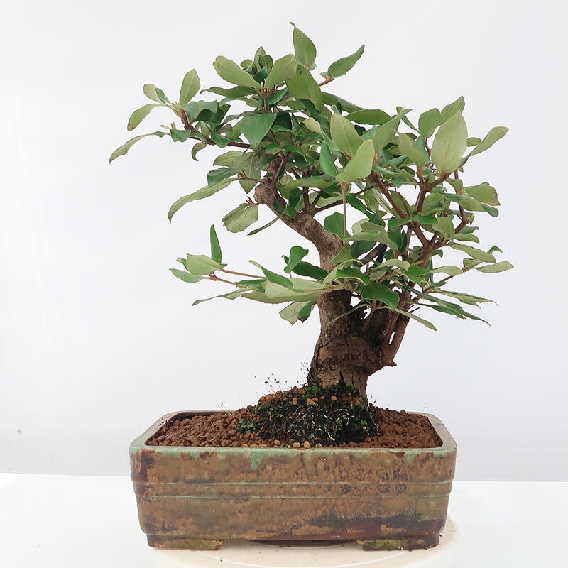 Outdoor-Bonsai-Kalina Bodnanská - Viburum carlesii