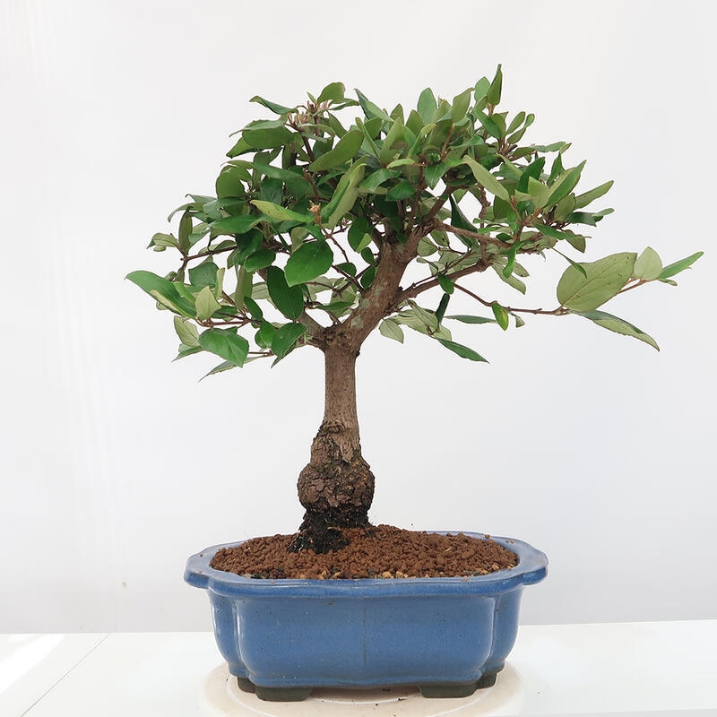 Outdoor-Bonsai-Kalina Bodnanská - Viburum carlesii