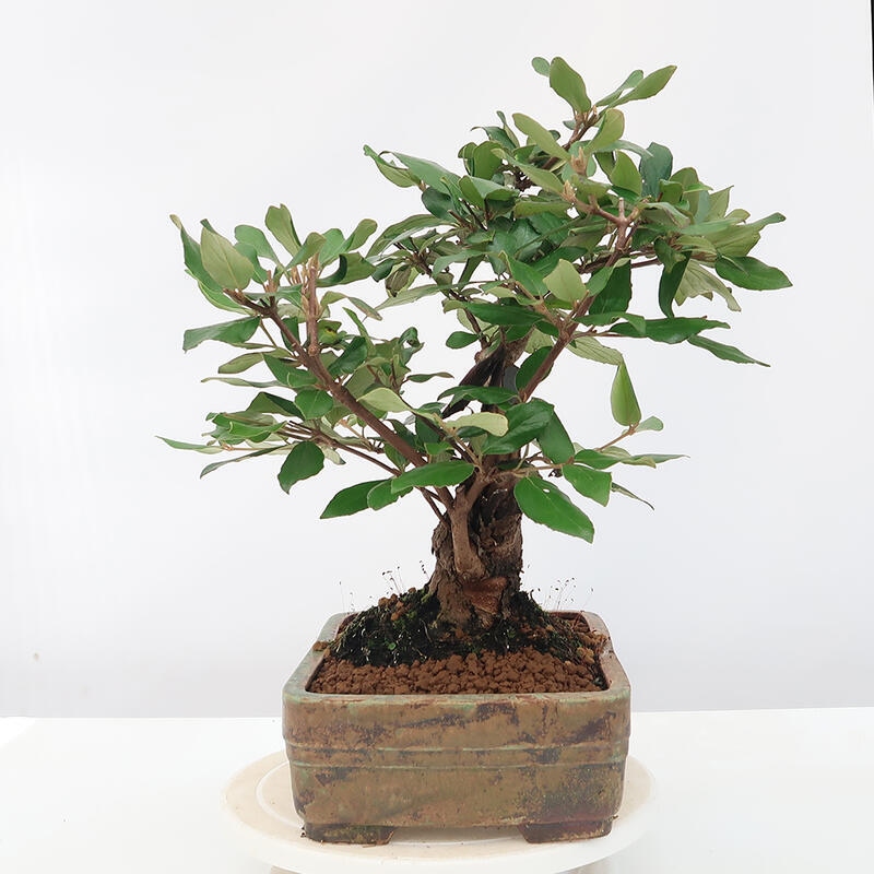 Outdoor-Bonsai-Kalina Bodnanská - Viburum carlesii