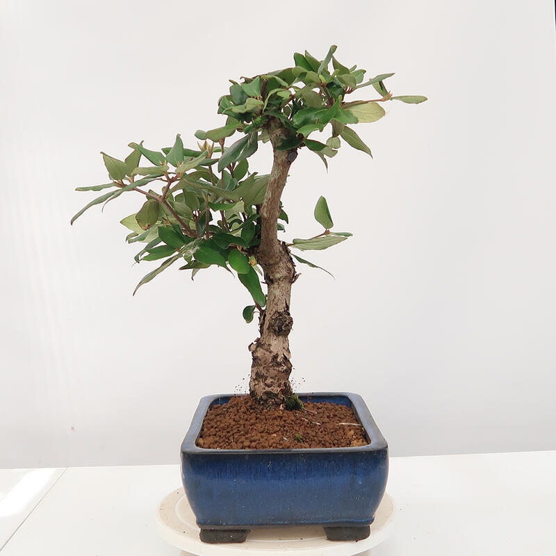 Outdoor-Bonsai-Kalina Bodnanská - Viburum carlesii