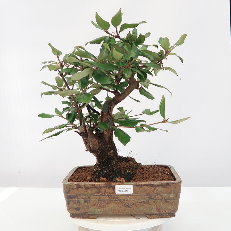 Outdoor-Bonsai-Kalina Bodnanská - Viburum carlesii