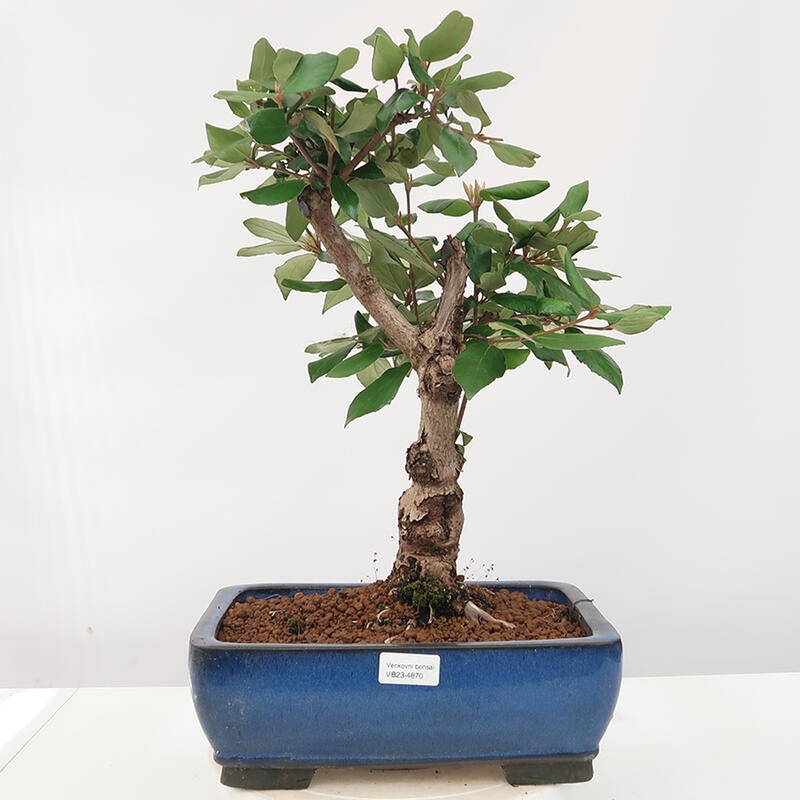 Outdoor-Bonsai-Kalina Bodnanská - Viburum carlesii