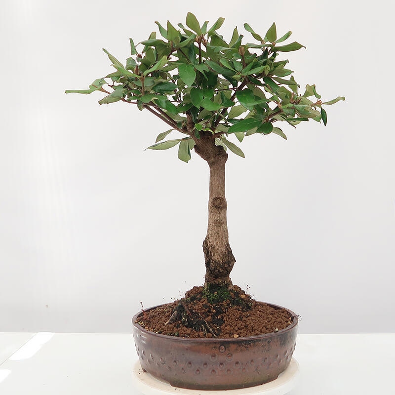 Outdoor-Bonsai-Kalina Bodnanská - Viburum carlesii