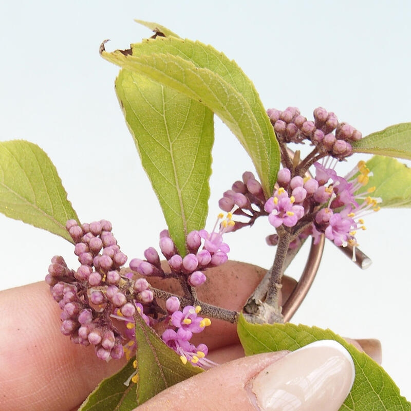 Bonsai im Freien - wunderschöne Pflanze - Callicarpa bodinierova profusion