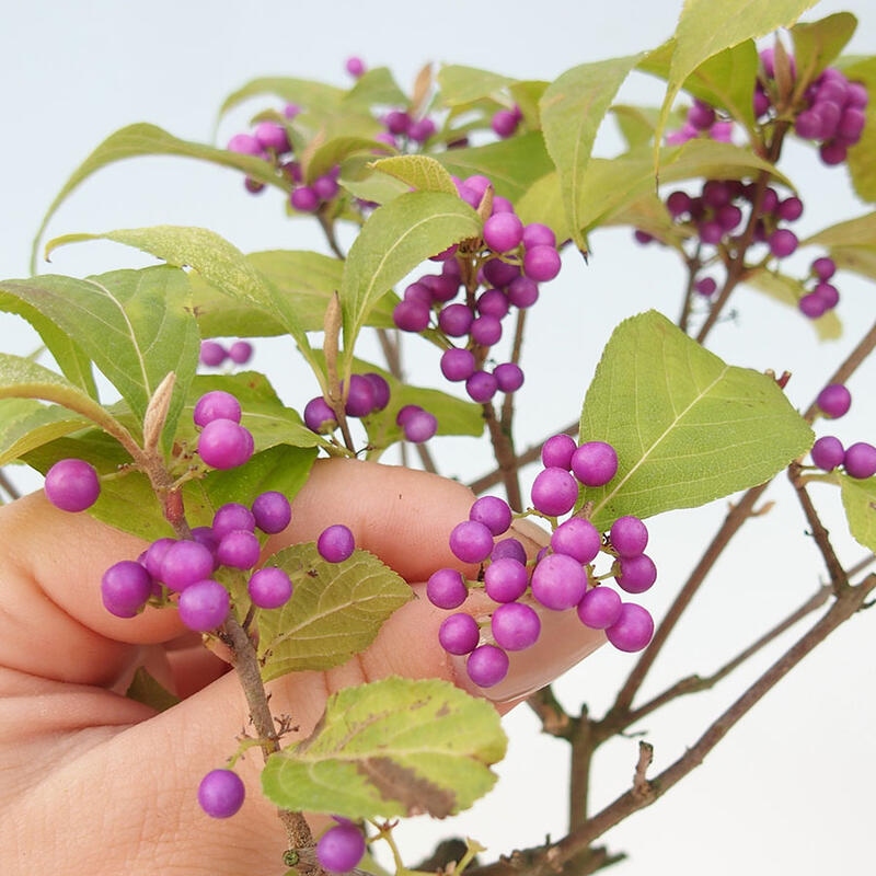 Bonsai im Freien - wunderschöne Pflanze - Callicarpa japonica