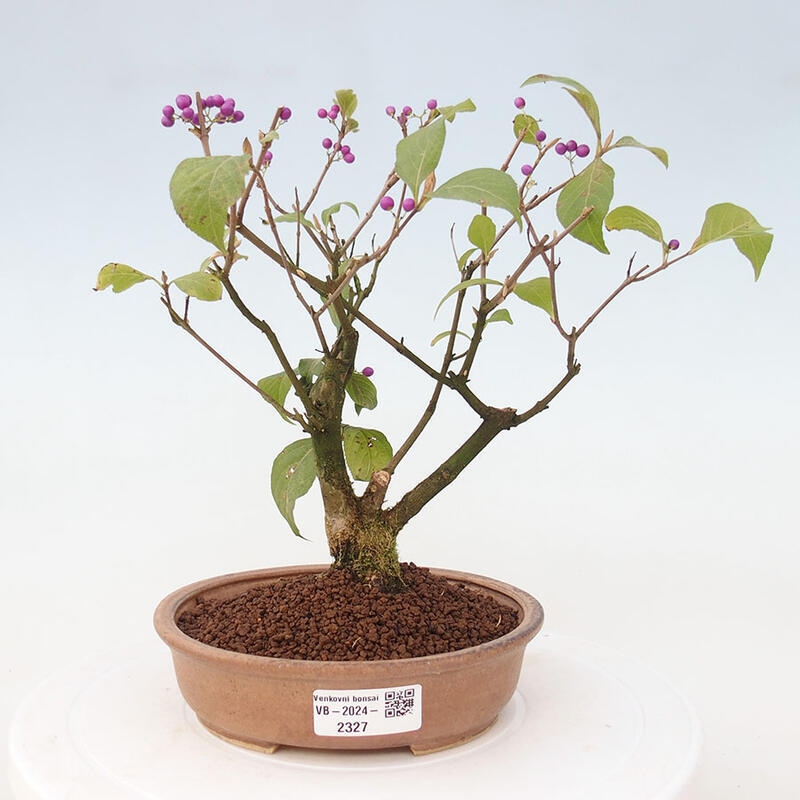 Bonsai im Freien - wunderschöne Pflanze - Callicarpa japonica