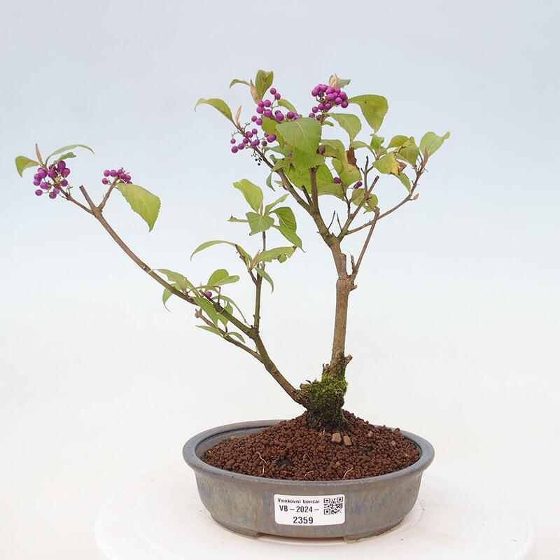 Bonsai im Freien - wunderschöne Pflanze - Callicarpa japonica