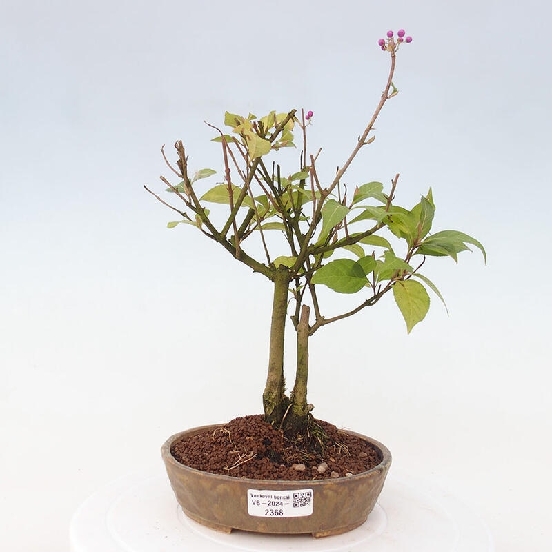 Bonsai im Freien - wunderschöne Pflanze - Callicarpa japonica