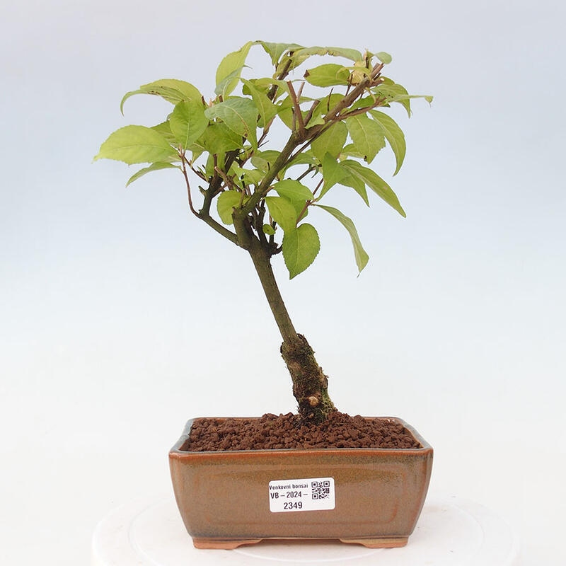 Bonsai im Freien - wunderschöne Pflanze - Callicarpa japonica