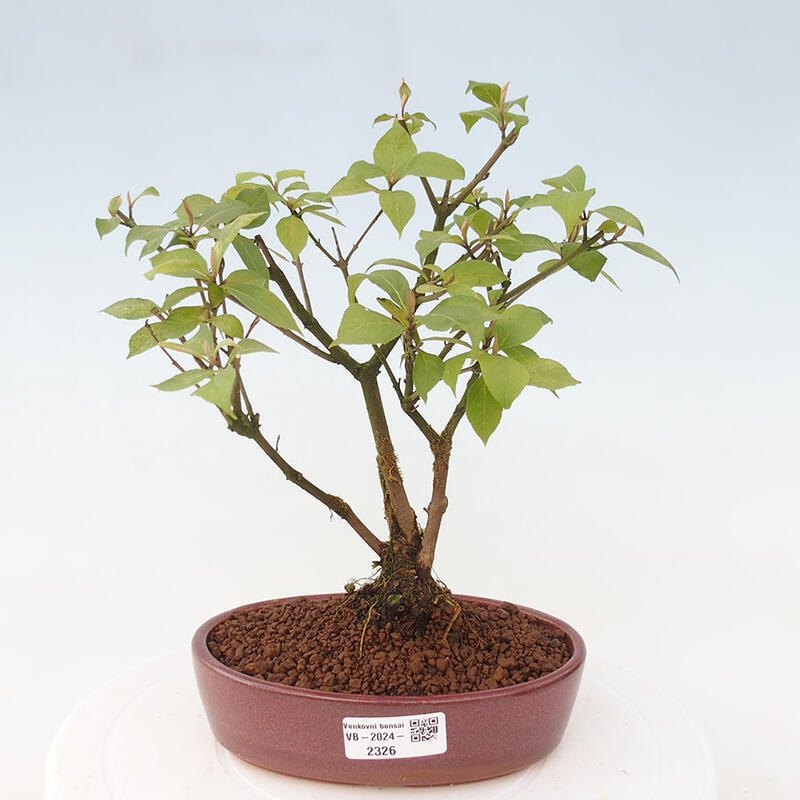 Bonsai im Freien - wunderschöne Pflanze - Callicarpa japonica