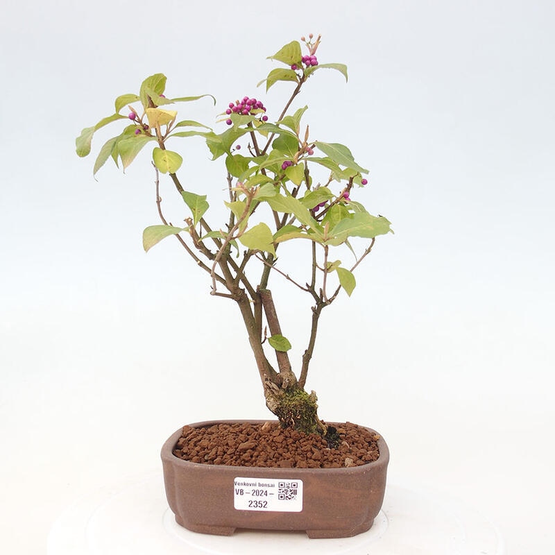 Bonsai im Freien - wunderschöne Pflanze - Callicarpa japonica