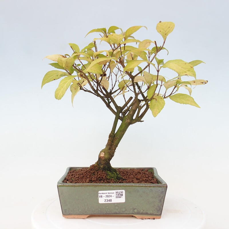 Bonsai im Freien - wunderschöne Pflanze - Callicarpa japonica