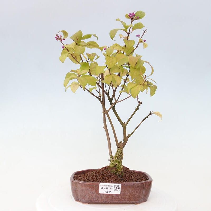 Bonsai im Freien - wunderschöne Pflanze - Callicarpa japonica