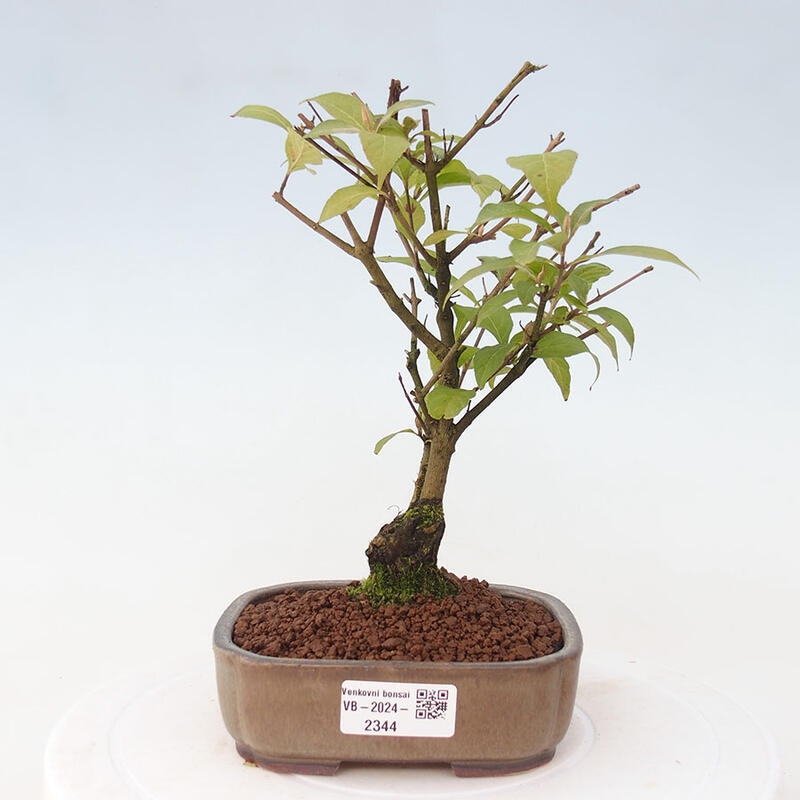 Bonsai im Freien - wunderschöne Pflanze - Callicarpa japonica