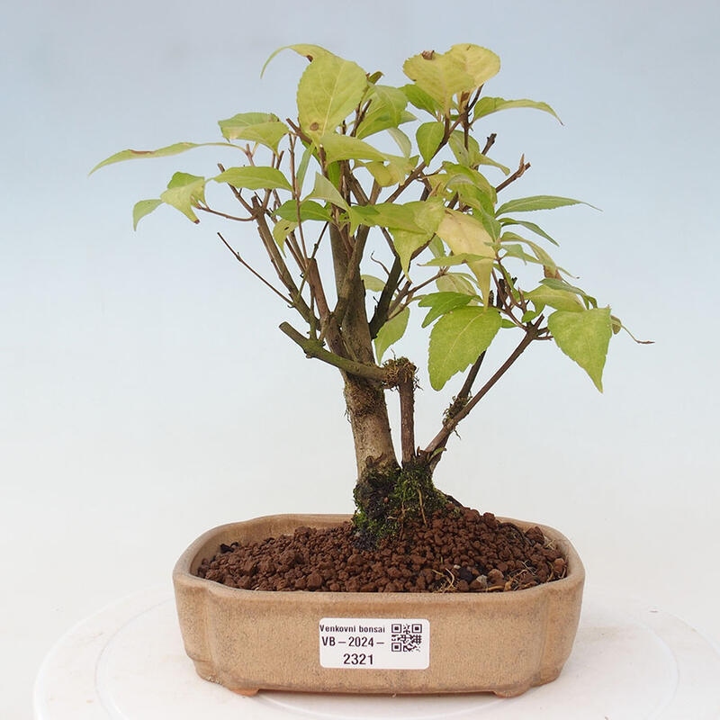 Bonsai im Freien - wunderschöne Pflanze - Callicarpa japonica