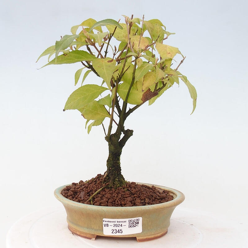 Bonsai im Freien - wunderschöne Pflanze - Callicarpa japonica