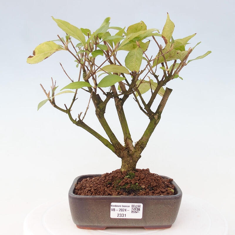 Bonsai im Freien - wunderschöne Pflanze - Callicarpa japonica