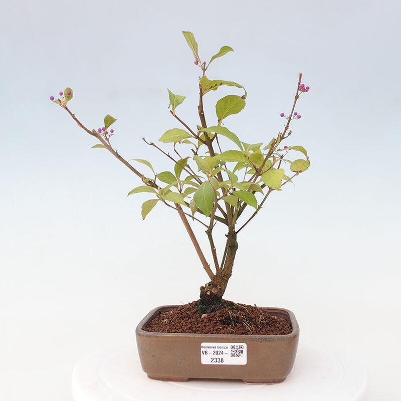 Bonsai im Freien - wunderschöne Pflanze - Callicarpa japonica