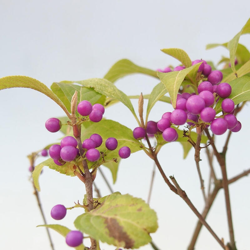 Bonsai im Freien - wunderschöne Pflanze - Callicarpa japonica